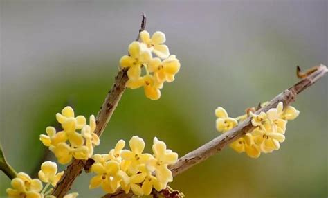 桂花寓意|桂花花语与寓意（桂花的浓香与深意）